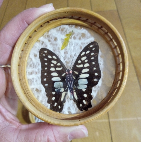 Vintage Decorative Bamboo and Rattan Pressed Butterfly Coasters Set of 4 - Picture 5 of 7